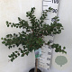 Prunus incisa 'Kojou-no-mai' 60 cm stam 5,0L