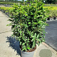 Prunus l. 'Angustifolia' 60-80 cm 7,5L
