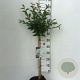 Prunus nipponica 'Brillant' 60 cm stam 5,0L