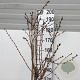 Prunus nipponica 'Brillant' 150 cm stam 15L