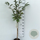 Prunus nipponica 'Ruby' 60 cm stam 5,0L