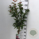Prunus nipponica 'Ruby' 90 cm stam 7,5L