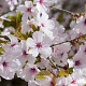 Prunus 'The Bride' 125-150 cm 35L najaarspotting