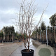 Prunus 'The Bride' 200-250 cm cont. 90L meerstammig