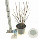 Prunus tomentosa 30-40 cm 5,0L