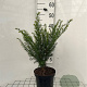 Taxus baccata 40-50 cm 3,0L