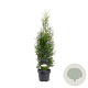 Thuja occidentalis 'King of Brabant' 60-80 cm 3,0L