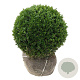 Buxus sempervirens 45-50 cm met kluit bol