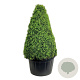 Buxus sempervirens 150-175 cm cont. 285L piramide