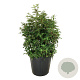 Clethra barbinervis 60-80 cm 30L extra