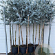 Eucalyptus gunnii halfstam 10L