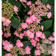Hydrangea serrata 'Pink Petticoat' 40-50 cm 5,0L