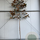 Magnolia grandiflora 14-16 HO container 125 cm stam LEIVORM