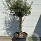 Olea europaea GM cont. 100L