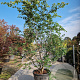 Parrotia persica 250-300 cm container meerstammig
