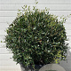 Phillyrea angustifolia 60 cm 45L bol
