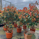 Photinia fraseri 'Red Robin' 125-150 cm container meerstammig