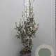 Quercus ilex 125-150 cm 25L
