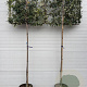 Quercus ilex 8-10 HO container lei 100x100
