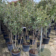 Quercus ilex 150-175 cm 30L meerstammig