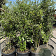 Quercus suber 150 cm container meerstammig