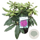 Rhododendron 'Azzuro' paars 30-40 cm 5,0L struik