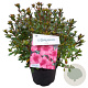 Rhododendron (AJ) 'Conny' 25-30 cm 4,0L
