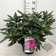 Rhododendron 'Cosmopolitan' 50-60 cm 10L
