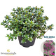 Rhododendron (AJ) Geisha Purple 25-30 cm 4,0L