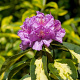 Rhododendron 'Goldflimmer' 40-50 cm 10L