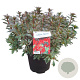 Rhododendron (AI) 'Hellmut Vogel' 40-50 cm 10L