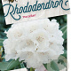 Rhododendron (Y) 'Porzellan' 40-50 cm 20L