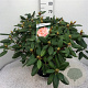 Rhododendron 'Virginia Richards' 60-70 cm 20L
