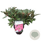 Rhododendron 'Winsome' 30-40 cm 5,0L struik