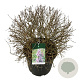 Syringa Sugar Plum Fairy 60-80 cm cont. 55L bol extra