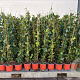 Trachelospermum jasminoides 80-100 cm 2,0L met stok gebonden