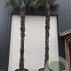 Trachycarpus fortunei 350-400 cm container