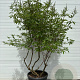Vitex agnus-castus Delta Blues 175-200 cm cont. 70L meerstammig