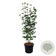Cornus Aurora 225-250 cm cont. 90L Pir. op stam extra