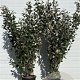 Elaeagnus ebbingei 150-175 cm 25L