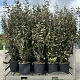 Elaeagnus ebbingei 150-175 cm 25L