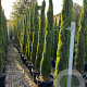Cupressus sempervirens 'Blue Sky' 300-350 cm container meerstammig