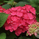 Hydrangea macrophylla 'Masja' 25-30 cm 3,5L