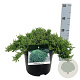 Juniperus procumbens 'Nana' 30-40 cm 6,5L