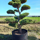 Juniperus virg. 'Hetz' 150-175 cm cont. 500L bonsai