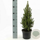 Picea glauca Perfecta 80-90 cm 7,5L