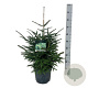Picea orientalis 'Aureospicata' 60-80 cm P26