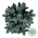 Picea pungens 'Blaukissen' 20-25 cm