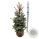 Picea pungens 'Edith' 80-100 cm met kluit extra
