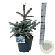 Picea pungens 'Erich Frahm' 40-50 cm P26